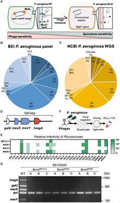 Using phage to drive selections toward restoring antibiotic sensitivity in Pseudomonas aeruginosa via chromosomal deletions